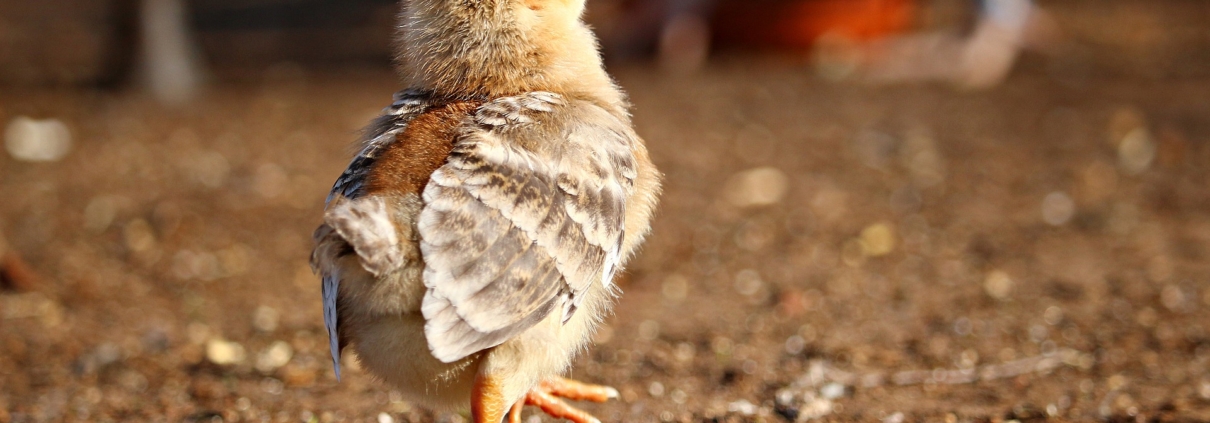 Anaxco Blog Beitrag Bild Huhn Team Teamarbeit IT-Experten Logistik-IT