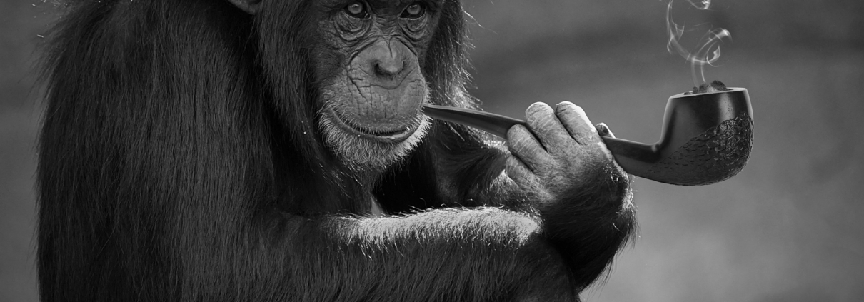 Anaxco Blog Beitrag Bild Affe und Frau IT-Services IT-Dienstleister Google Logistik